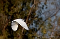 Elmas - Egretta Garzetta (40D_12181_2rid)